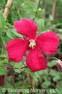 Clematis viticella 'Madame Julia Correvon'